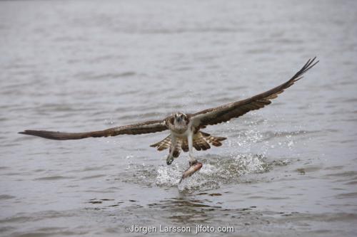 Osprey fishing. Lake Malaren Sodermanland Sweden