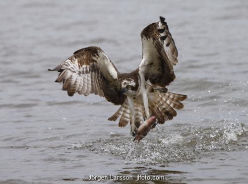 Osprey fishing. Lake Malaren Sodermanland Sweden