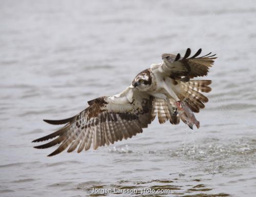 Osprey fishing. Lake Malaren Sodermanland Sweden