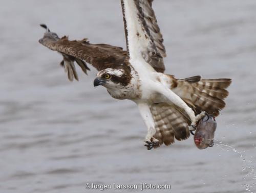 Osprey Raptors Bird of prey Maelaren Sweden 