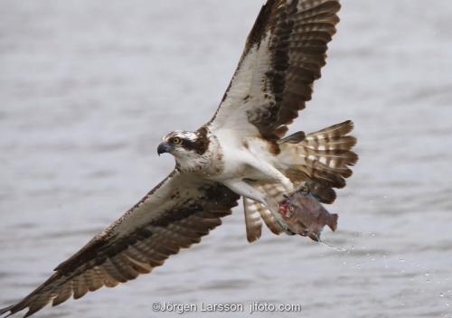 Osprey fishing. Lake Malaren Sodermanland Sweden