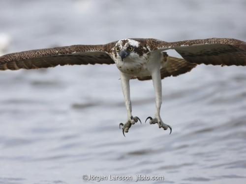 Osprey fishing. Lake Malaren Sodermanland Sweden