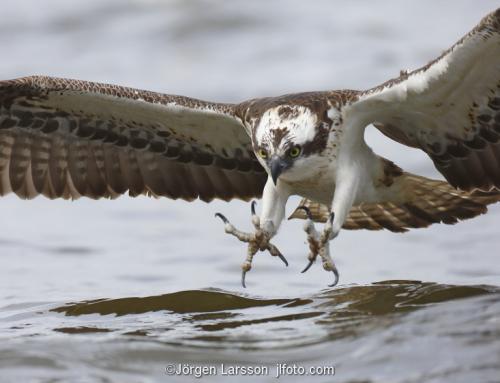 Osprey fishing. Lake Malaren Sodermanland Sweden