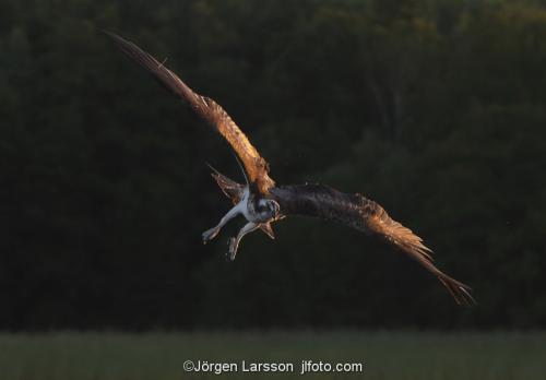 Osprey fishing. Lake Malaren Sodermanland Sweden