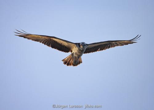 Osprey fishing. Lake Malaren Sodermanland Sweden