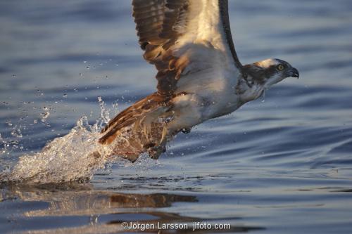 Osprey fishing. Lake Malaren Sodermanland Sweden