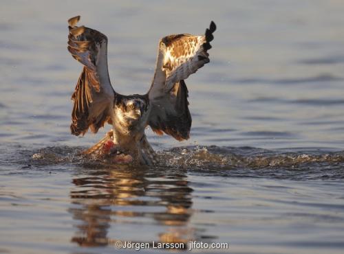 Osprey fishing. Lake Malaren Sodermanland Sweden