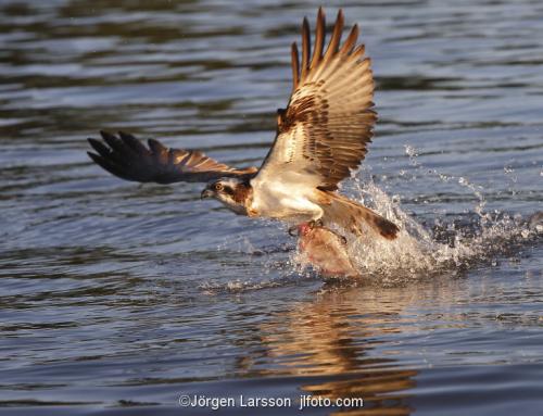 Osprey fishing. Lake Malaren Sodermanland Sweden