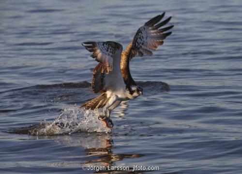 Osprey fishing. Lake Malaren Sodermanland Sweden