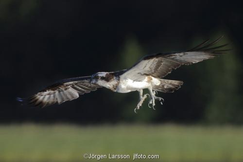 Osprey fishing. Lake Malaren Sodermanland Sweden