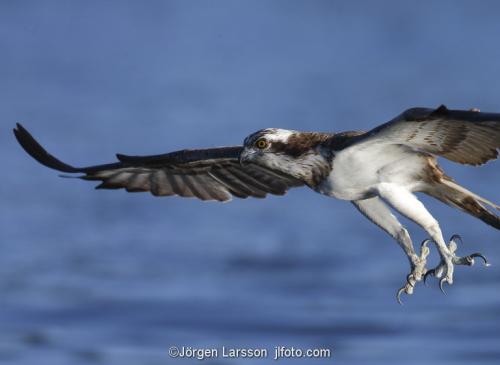 Osprey fishing. Lake Malaren Sodermanland Sweden