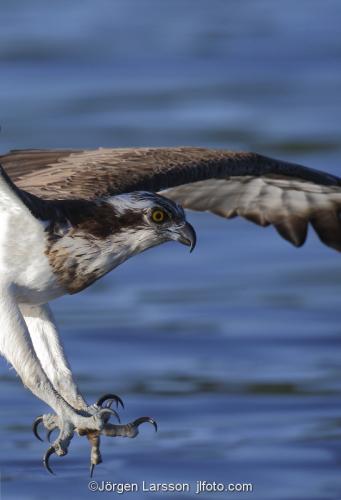 Osprey fishing. Lake Malaren Sodermanland Sweden