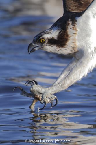 Osprey fishing. Lake Malaren Sodermanland Sweden