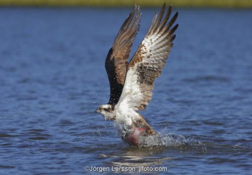 Osprey fishing. Lake Malaren Sodermanland Sweden