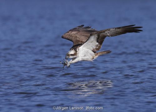 Osprey fishing. Lake Malaren Sodermanland Sweden