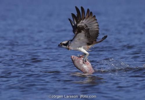 Osprey fishing. Lake Malaren Sodermanland Sweden