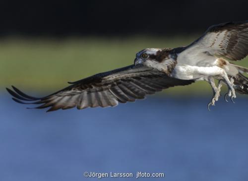 Osprey fishing. Lake Malaren Sodermanland Sweden