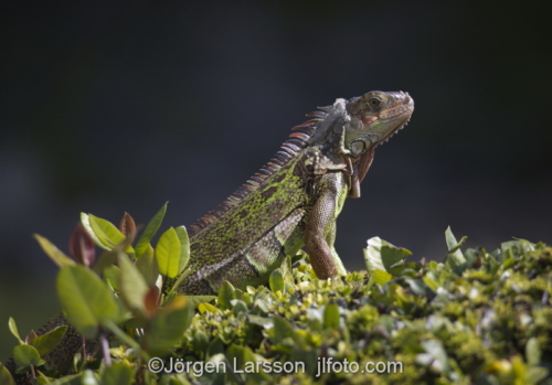 Green Iguana Key West Florida USA  Lizzard reptil ödla 