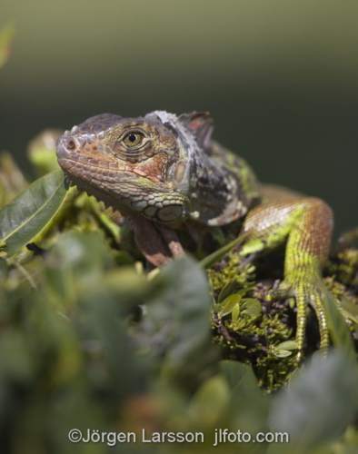 Green Iguana Key West Florida USA  Lizzard reptil ödla 