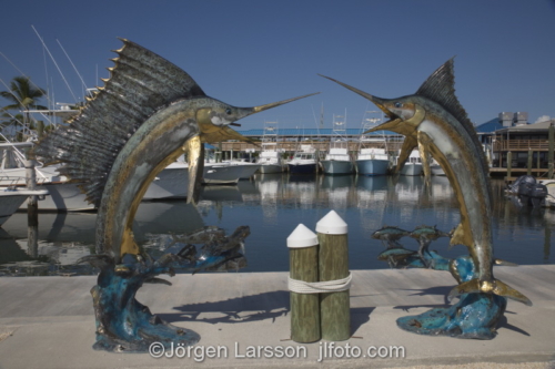 Isla Morada Florida Keys USA Blue Marlin  Svärdfisk 