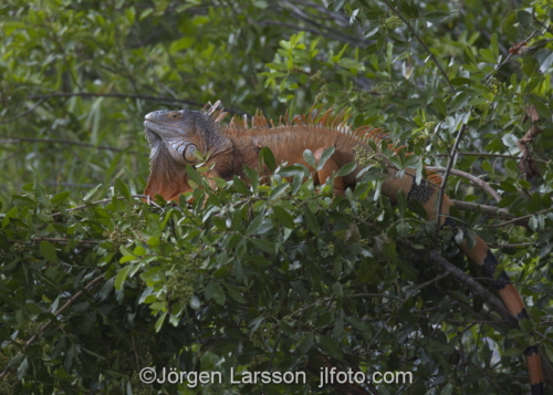 Green Iguana Key West Florida USA  Lizzard reptil ödla 