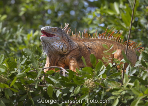 Green Iguana Key West Florida USA  Lizzard reptil ödla 