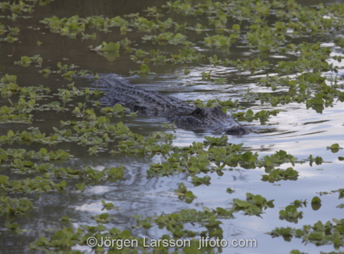American aligator Everglades Florida USA