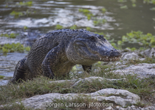 American alligator Everglades Florida USA  reptil