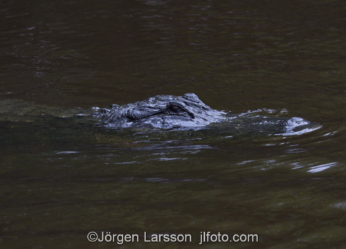 American aligator Everglades Florida USA