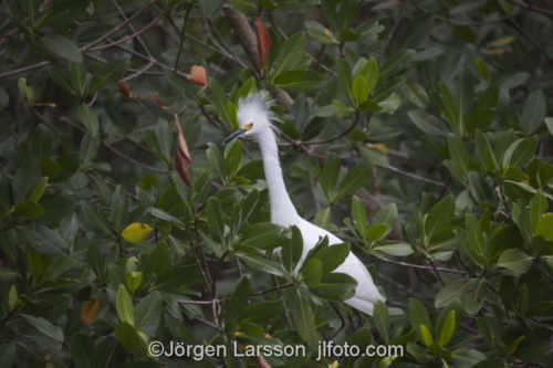 Snowy Egret  Ding darling Sanibel Florida  USA Häger 