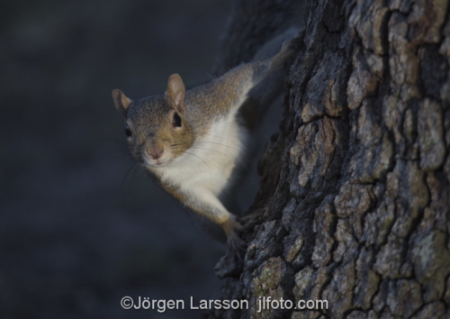 Squirrel Crystal River Florida USA  Ekorre 