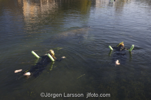 Cristal River Three sisters Florida USA   Manatee  cub  Manater Sjökor  dykare snorkling 