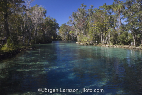 Cristal River Three sistersspring  Florida USA  Manatees  manater sjökor