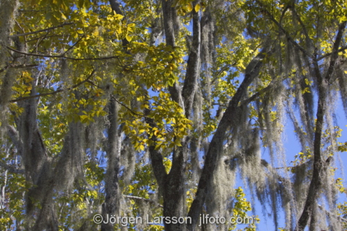 old man's beard, spanish moss (Tillandsia usneoides) Crystal River Florida USA