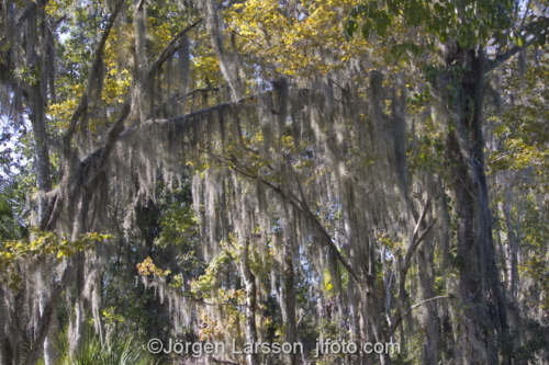 old man's beard, spanish moss (Tillandsia usneoides) Crystal River Florida USA  lava  träd 
