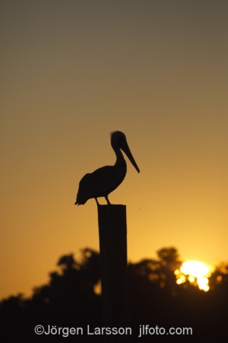Pelikan Sanibel  Florida USA  solnedgång