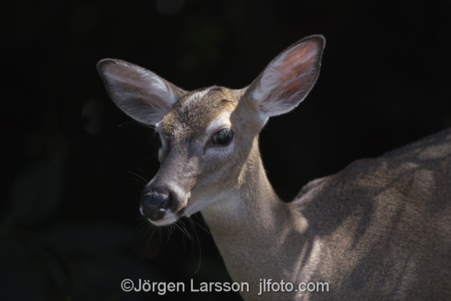 Key Deer (Odocoileus v. clavium) Florida USA