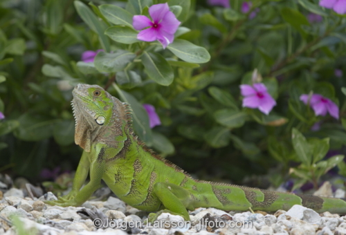 Green Iguana Key West Florida USA  Lizard