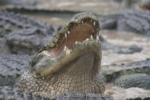 American aligator Everglades Florida USA