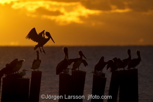 Pelikan Sanibel  Florida USA  solnedgång  hav 