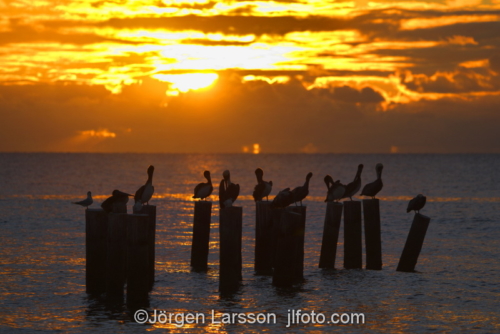 Pelikan Sanibel  Florida USA  solnedgång i havet 