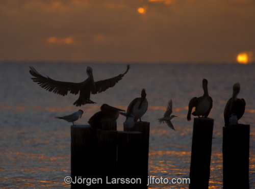Pelikan Sanibel  Florida USA  Pelikaner solnedgång 