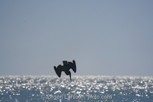 Pelikan Sanibel  Florida USA  diving fishing