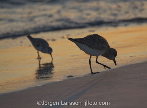 Black-Bellied Plover Sanibel Florida  Vadare i solnedgången 