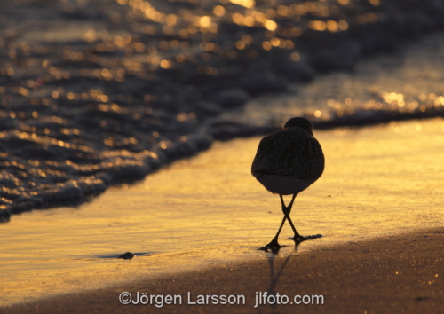 Black-Bellied Plover Sanibel Florida  Vadare i solnedgången 