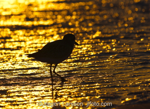 Black-Bellied Plover Sanibel Florida  vadare o solnedgången