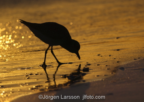 Black-Bellied Plover Sanibel Florida  Vadare i strandkanten solnedgång