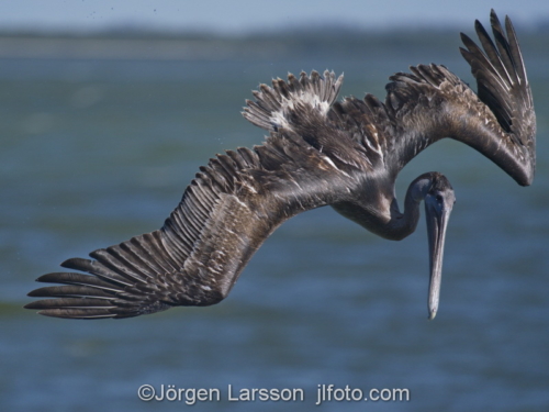 Pelikan Sanibel  Florida USA   fiskar dyker 