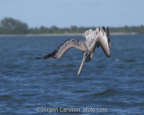 Pelikan Sanibel  Florida USA  dyker fiskar 
