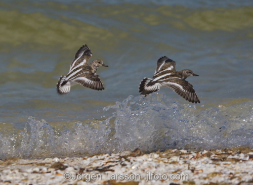 Plover Sanibel Florida Usa  Vadare